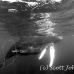 whale_humpback_h_00322_dom3724.jpg